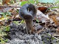 Helvella sulcata-amf894